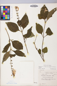 Scutellaria serrata image