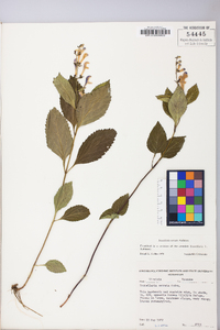 Scutellaria serrata image