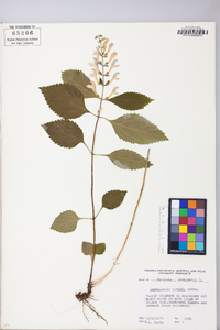 Scutellaria serrata image