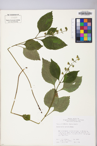 Scutellaria serrata image