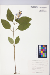 Scutellaria serrata image