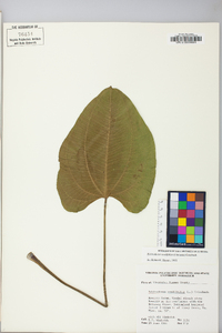 Echinodorus cordifolius image