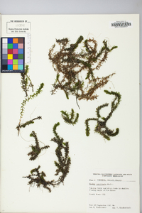 Elodea canadensis image