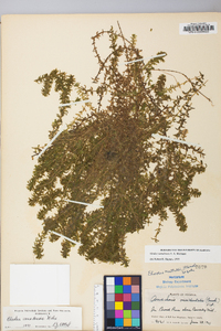 Elodea canadensis image