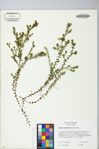 Elodea nuttallii image