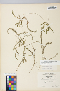 Elodea nuttallii image