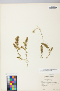 Elodea nuttallii image