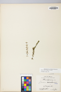 Elodea nuttallii image