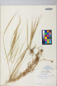 Aegilops cylindrica image