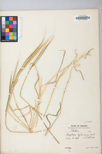 Aegilops cylindrica image