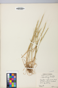 Aegilops cylindrica image