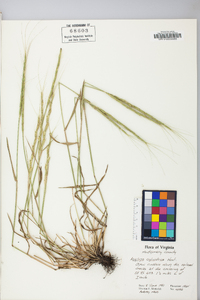 Aegilops cylindrica image