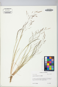 Agrostis elliotiana image