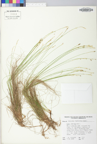 Carex eburnea image