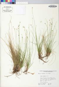 Carex eburnea image