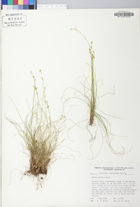 Carex eburnea image