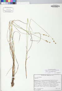 Carex echinata image