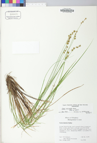 Carex echinata image