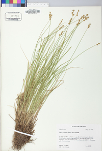 Carex echinata image