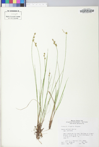 Carex echinata image