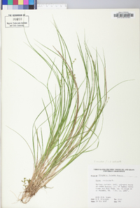 Carex echinata image