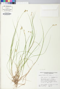 Carex echinata image