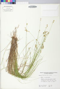 Carex echinata image