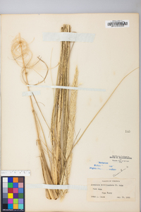 Ammophila breviligulata image