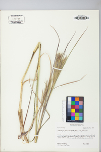 Andropogon glomeratus image