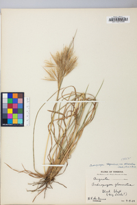 Andropogon glomeratus image