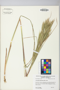 Andropogon glomeratus image