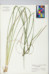 Andropogon glomeratus image