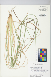 Andropogon glomeratus image