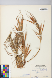 Andropogon gyrans image