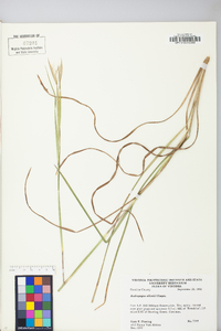 Andropogon gyrans image