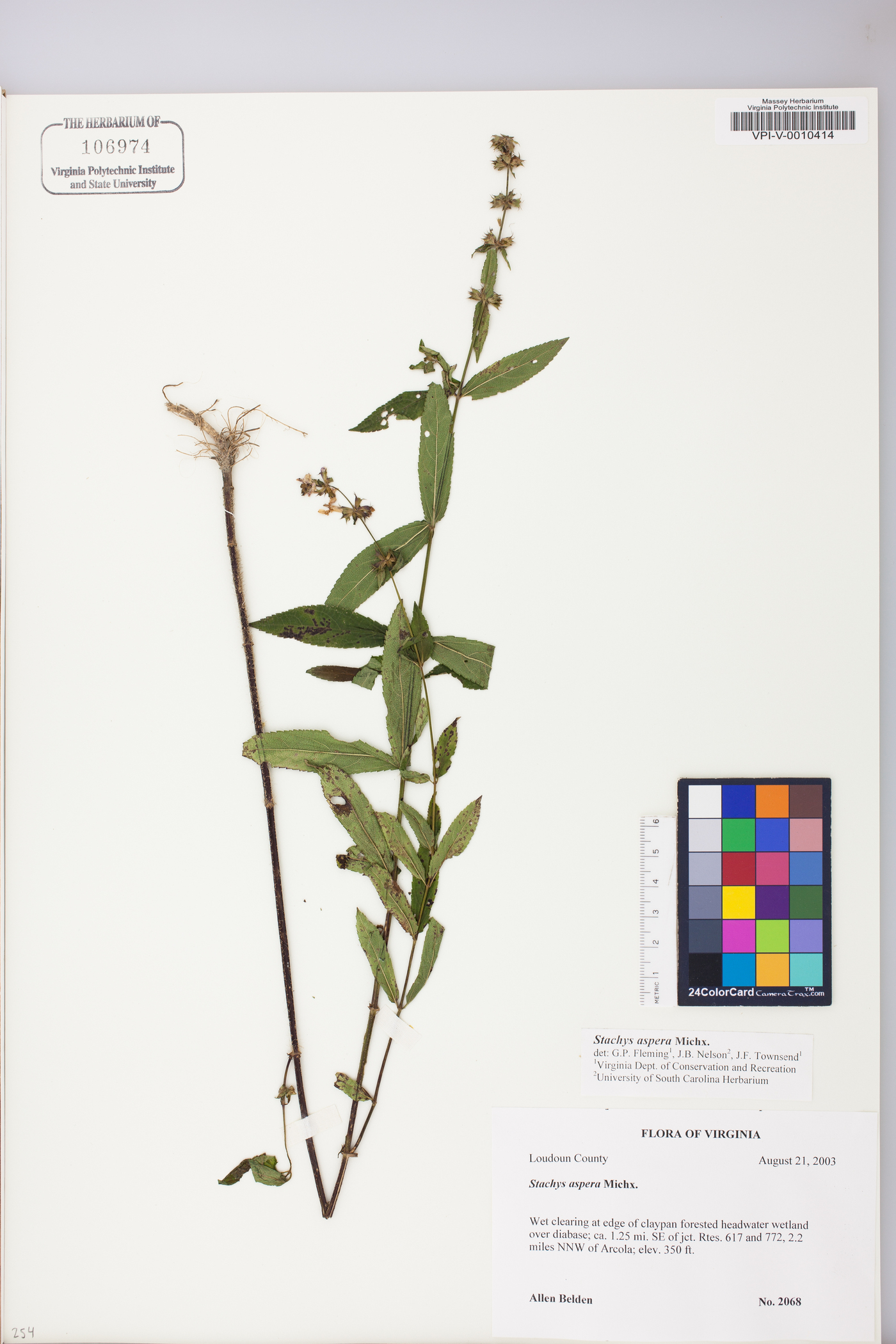 Stachys aspera image