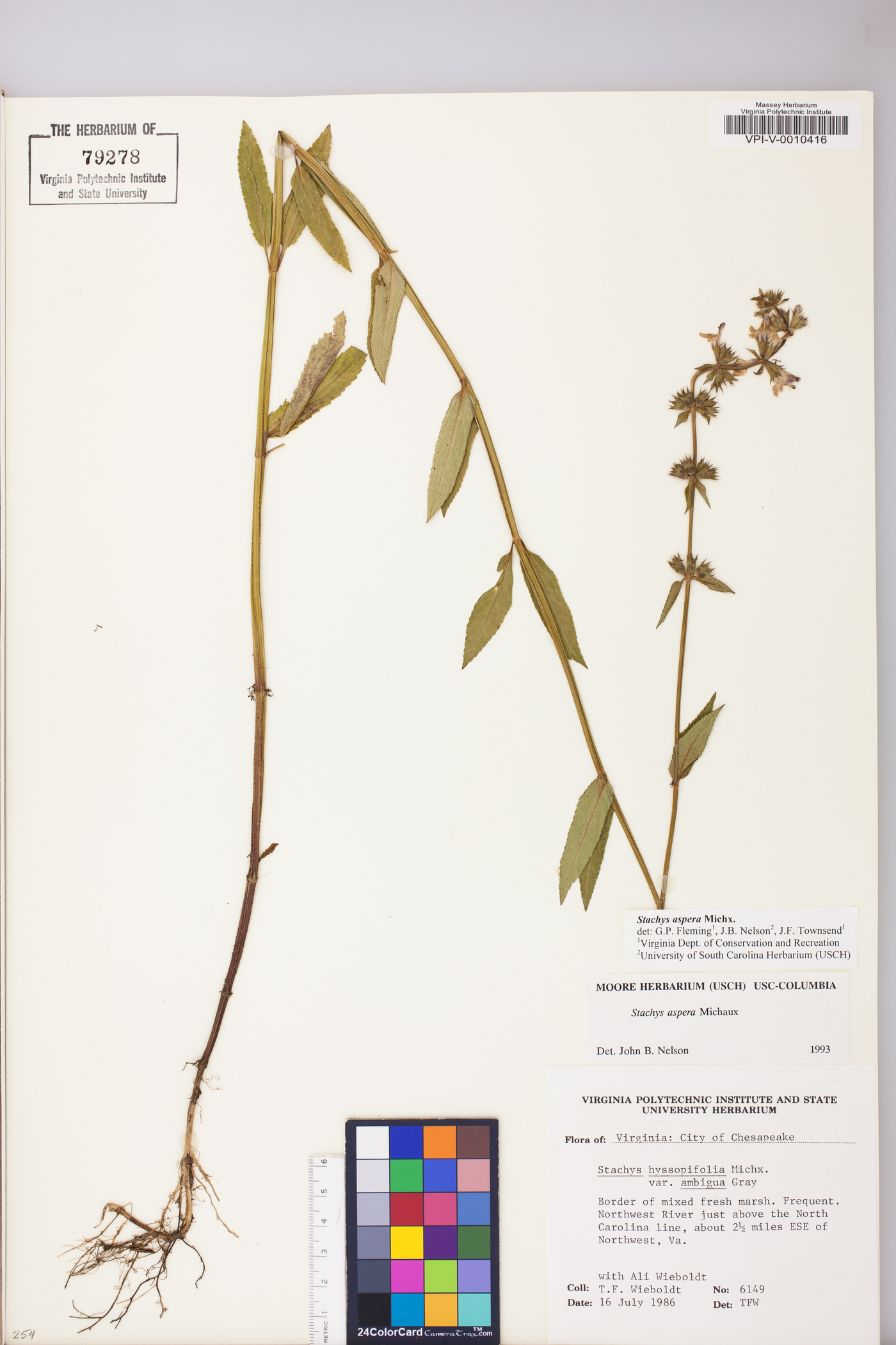 Stachys aspera image