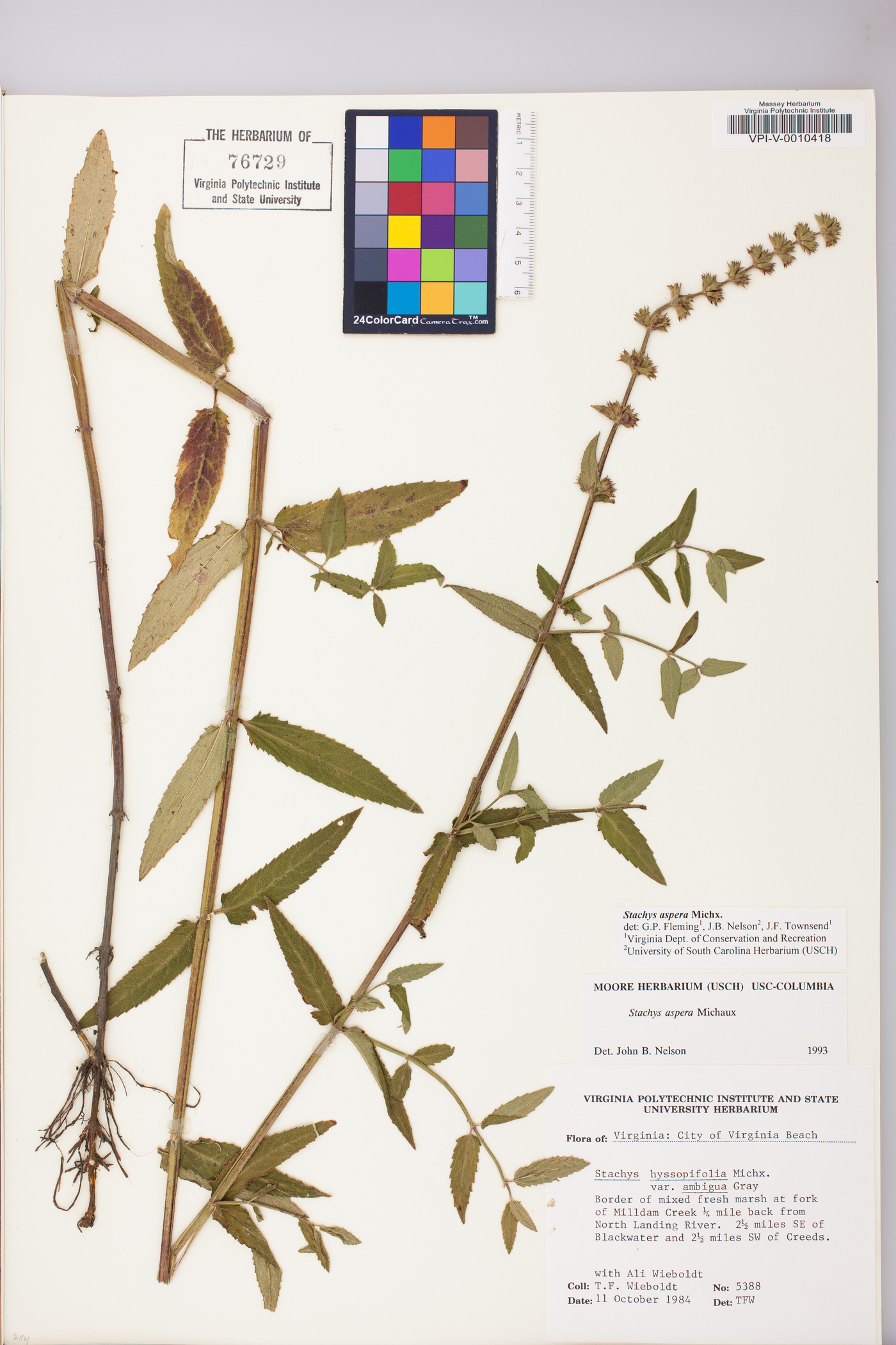 Stachys aspera image