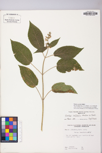 Stachys cordata image