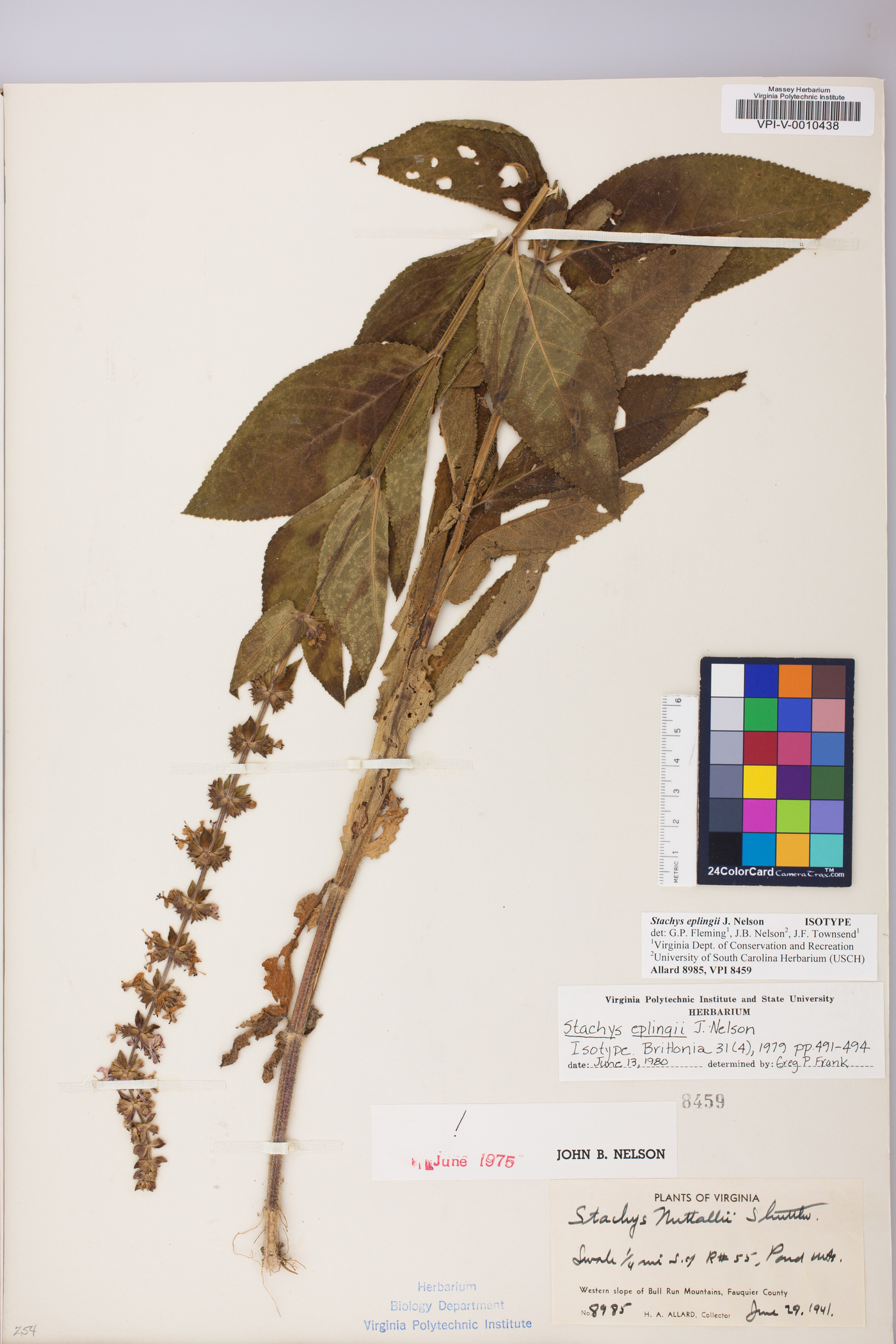 Stachys eplingii image