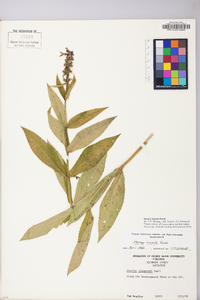 Stachys hispida image