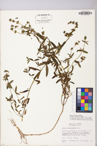 Stachys hyssopifolia image