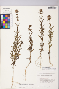 Stachys hyssopifolia image