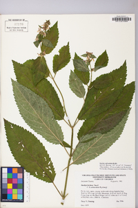 Stachys subcordata image