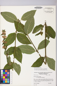 Stachys subcordata image