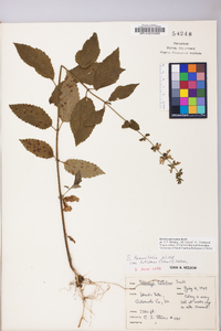 Stachys subcordata image