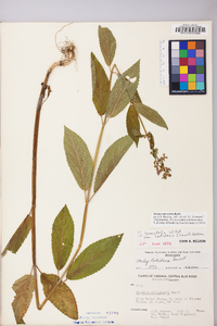 Stachys subcordata image