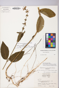 Stachys subcordata image