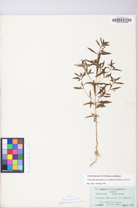 Trichostema coeruleum image