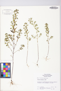 Trichostema coeruleum image